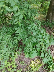 Euonymus verrucosus
