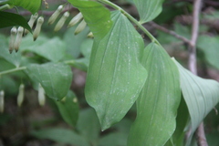 Polygonatum glaberrimum