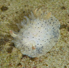 Acanthodoris rhodoceras