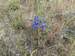 Delphinium depauperatum