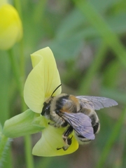 Anthophora aestivalis
