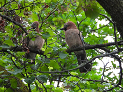 Garrulus glandarius