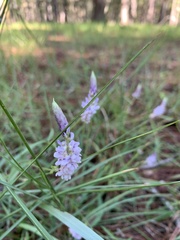 Orbexilum psoralioides