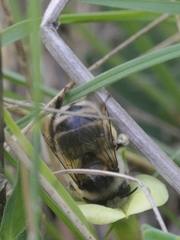 Anthophora aestivalis