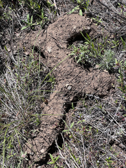 Thomomys talpoides
