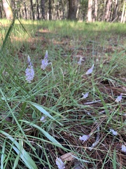 Orbexilum psoralioides