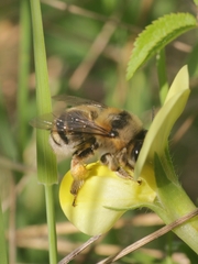 Anthophora aestivalis
