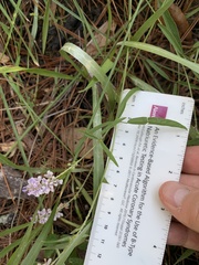 Orbexilum psoralioides