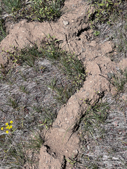 Thomomys talpoides