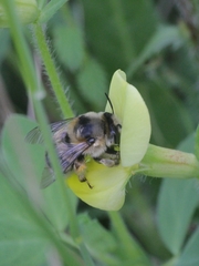 Anthophora aestivalis