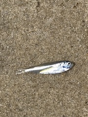 Alosa pseudoharengus