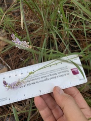 Orbexilum psoralioides