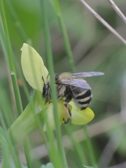 Anthophora aestivalis