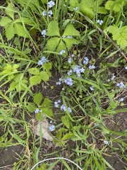 Myosotis