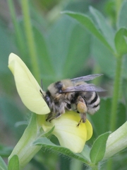 Anthophora aestivalis