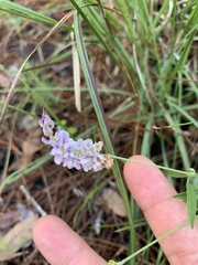 Orbexilum psoralioides