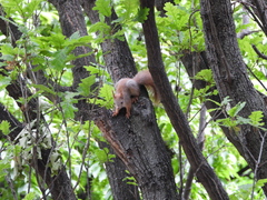 Sciurus vulgaris