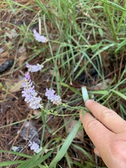 Orbexilum psoralioides