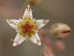 Graptopetalum