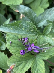 Solanum dulcamara