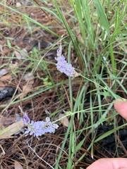 Orbexilum psoralioides