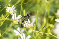 Cerceris hortivaga