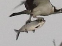 Dorosoma cepedianum