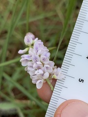 Orbexilum psoralioides