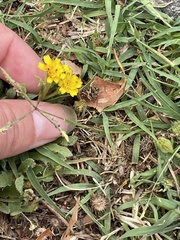 Hedypnois rhagadioloides