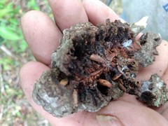 Andricus quercuslaurinus