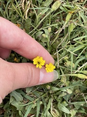 Hedypnois rhagadioloides