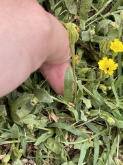 Hedypnois rhagadioloides