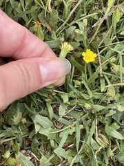 Hedypnois rhagadioloides