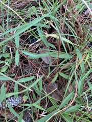 Orbexilum psoralioides