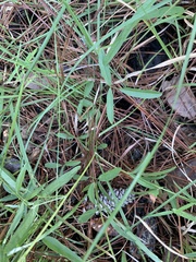 Orbexilum psoralioides