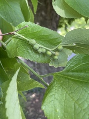 Celticecis oviformis