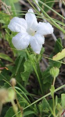 Ruellia metziae