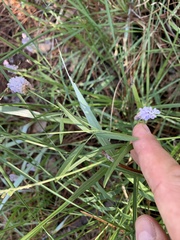 Orbexilum psoralioides