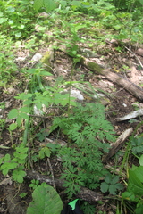 Physospermum cornubiense