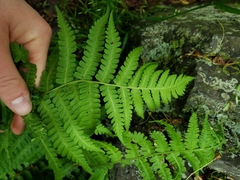 Deparia