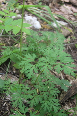 Physospermum cornubiense