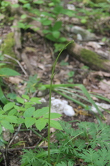 Physospermum cornubiense