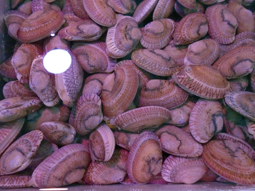 Paratapes undulatus