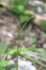 Physospermum cornubiense