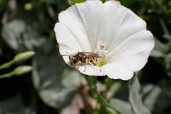 Apoidea