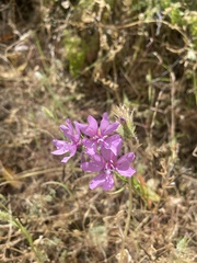 Clarkia biloba
