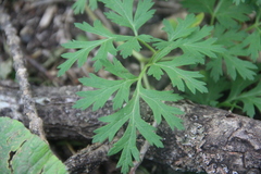Physospermum cornubiense