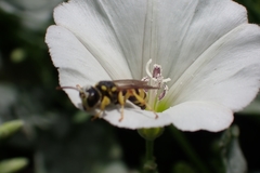 Apoidea
