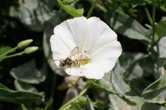 Apoidea