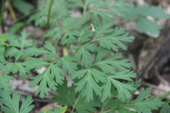 Physospermum cornubiense